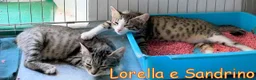 Europeo gatti in regalo: LORELLA E SANDRINO - Annuncio 4
