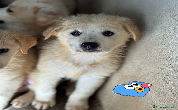 Meticcio cani - Annuncio 12