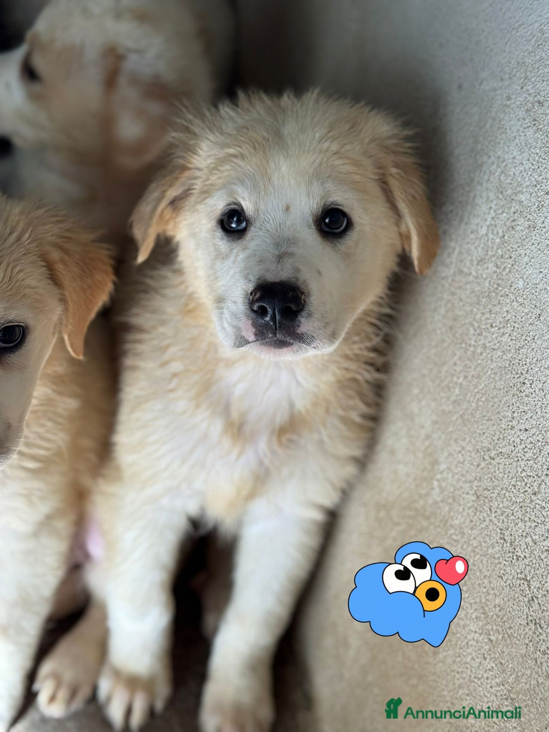 Meticcio cani in regalo: Yoghi cucciolo taglia grande socievole - Annuncio 1