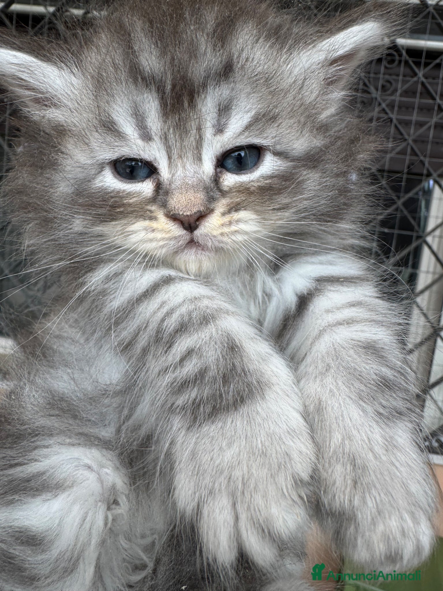 Siberiano gatti gattini siberiani Allevamento ANFI - Annuncio 1
