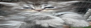 Siberiano Gattino 1