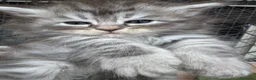 Siberiano gatti in vendita: gattini siberiani Allevamento ANFI - Annuncio 1