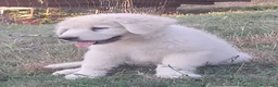 Pastore Abbruzzese Maremmano cani in vendita: Cuccioli di pastore Abruzzese Maremmano  - Annuncio 9