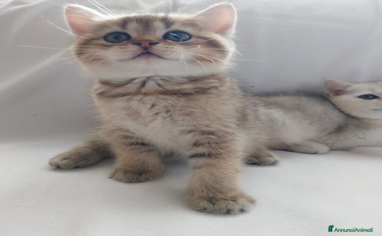 Scottish gatti a Provincia di Parma - Annuncio 1