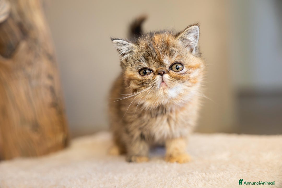 Persiano gatti in vendita: Gatti Persiani ed Exotic Shorhair - Annuncio 3