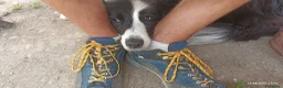 Border Collie cani in vendita: Cuccioli di Border Collie con pedigree  a Provincia autonoma di Bolzano - Alto Adige - Annuncio 9
