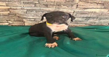 American Staffordshire cani a Città metropolitana di Roma Capitale - Annuncio 6