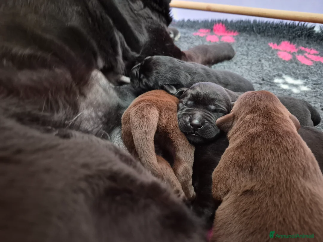 Labrador cani in vendita: CUCCIOLI LABRADOR RETRIEVER  - Annuncio 2