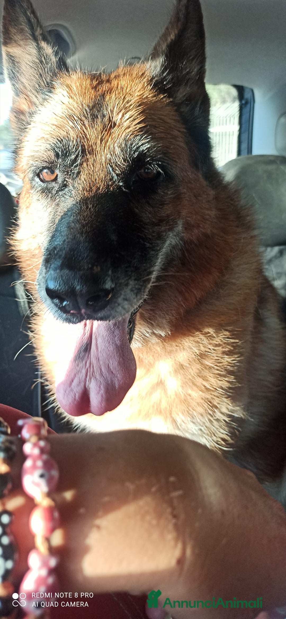 Pastore Tedesco cani in regalo: Cloe, pastore dal cuore grande - Annuncio 10