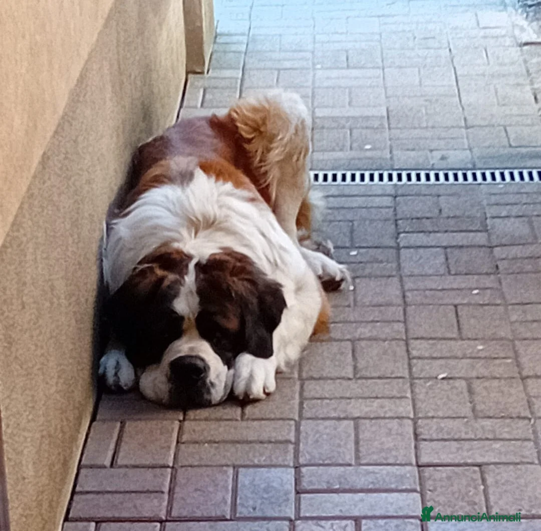San Bernardo cani in regalo: SAN BERNARDO - Annuncio 1