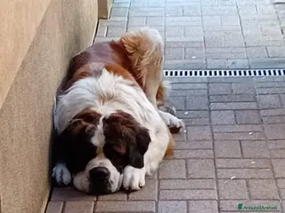 San Bernardo cani SAN BERNARDO - Annuncio 18