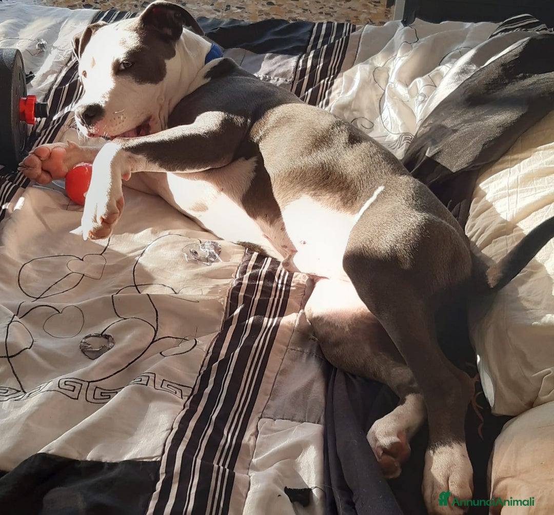 Pitbull cani per accoppiamento: Monta - Annuncio 30