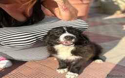 Meticcio cani in regalo: Stefano, Nicola & Giacomo, 3 mesi a Provincia di Bergamo - Immagine 11