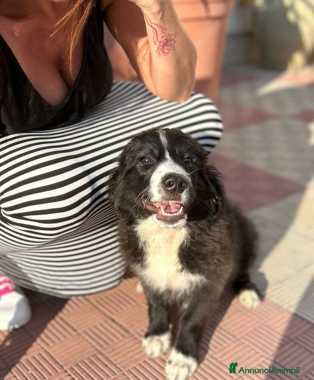 Meticcio cani in regalo: Stefano, Nicola & Giacomo, 3 mesi a Provincia di Bergamo - Immagine 11