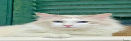 Ragdoll gatti in vendita: cucciolo di ragdoll - Annuncio 7