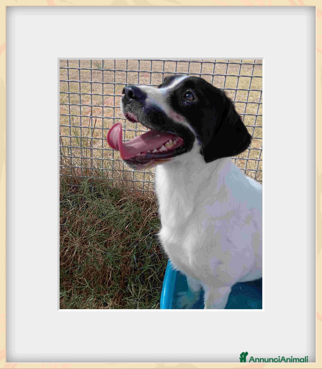 Meticcio cani in regalo: Antony, simil beagle - in adozione a Provincia di Latina - Annuncio 1