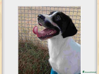 Meticcio cani Antony, simil beagle - in adozione a Provincia di Latina - Annuncio 35