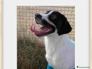 Meticcio cani Antony, simil beagle - in adozione a Provincia di Latina - Annuncio 15