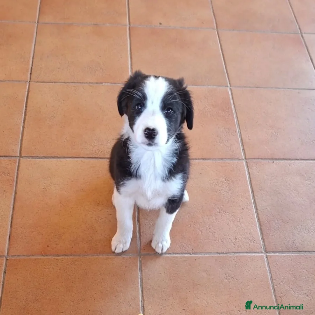 Border Collie cani in regalo: WILLY e WENDY cuccioli mix border collie  adozione - Annuncio 3