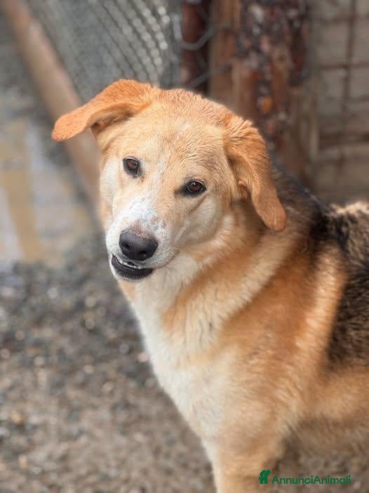 Meticcio cani in regalo: Ambrogio - Annuncio 4