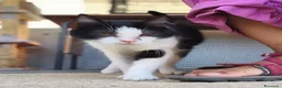 Meticcio gatti in regalo: Elettra la dolce - Annuncio 8