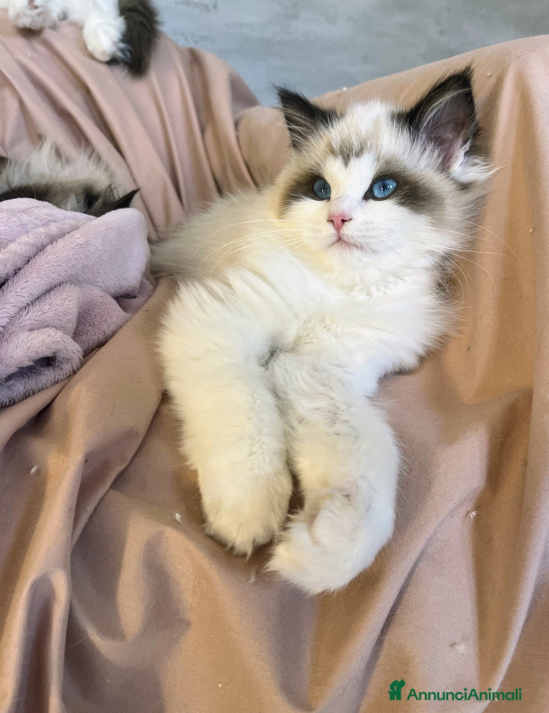 Ragdoll gatti in vendita: Cucciole Ragdoll disponibili subito pedigree  - Annuncio 1