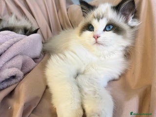 Ragdoll gatti Cucciole Ragdoll disponibili subito pedigree - Annuncio 3