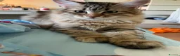 Siberiano gatti in vendita: Dolce Nina - Annuncio 4