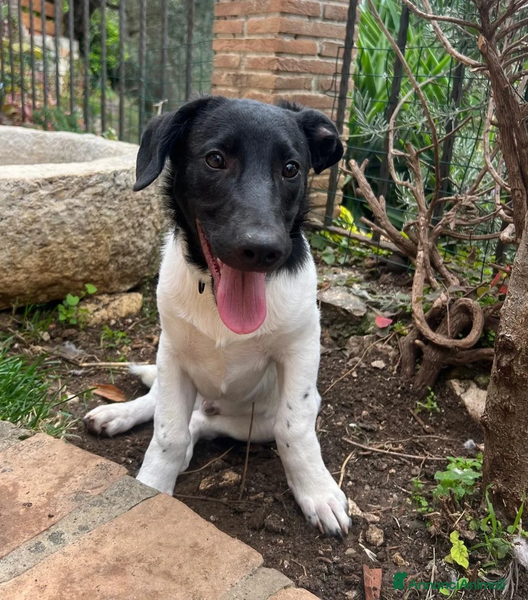 Meticcio cani in regalo: KYO e AKY - Annuncio 7