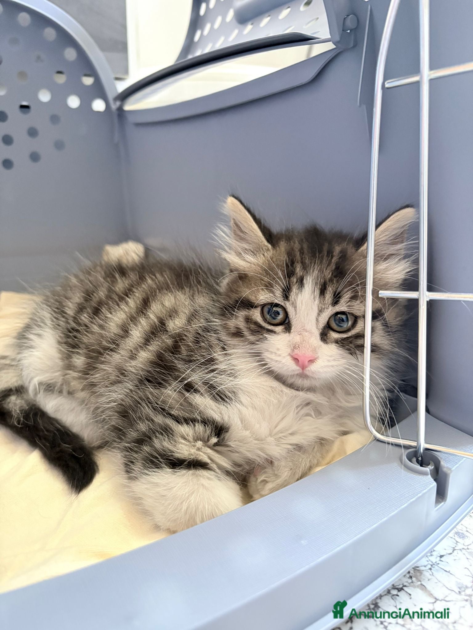 Europeo gatti Gattina femmina 2 mesi pelo lungo - Annuncio 13