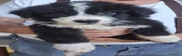 Meticcio cani in regalo: DRUSILLA 🩷 morbida come un abbraccio a Provincia di Verona - Annuncio 3