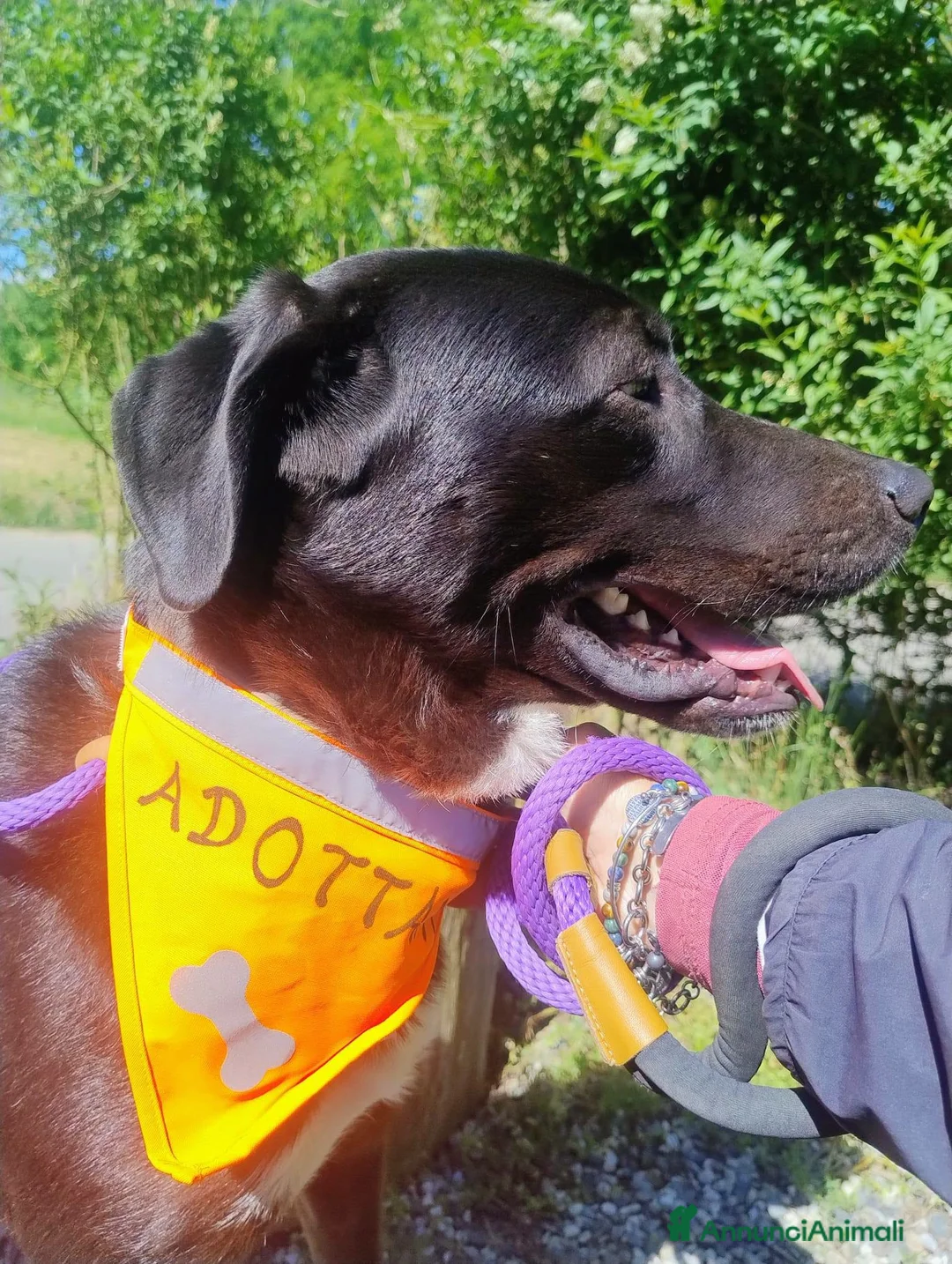 Meticcio cani in regalo: Gustavo adorabile cagnolino a Città Metropolitana di Torino - Annuncio 7