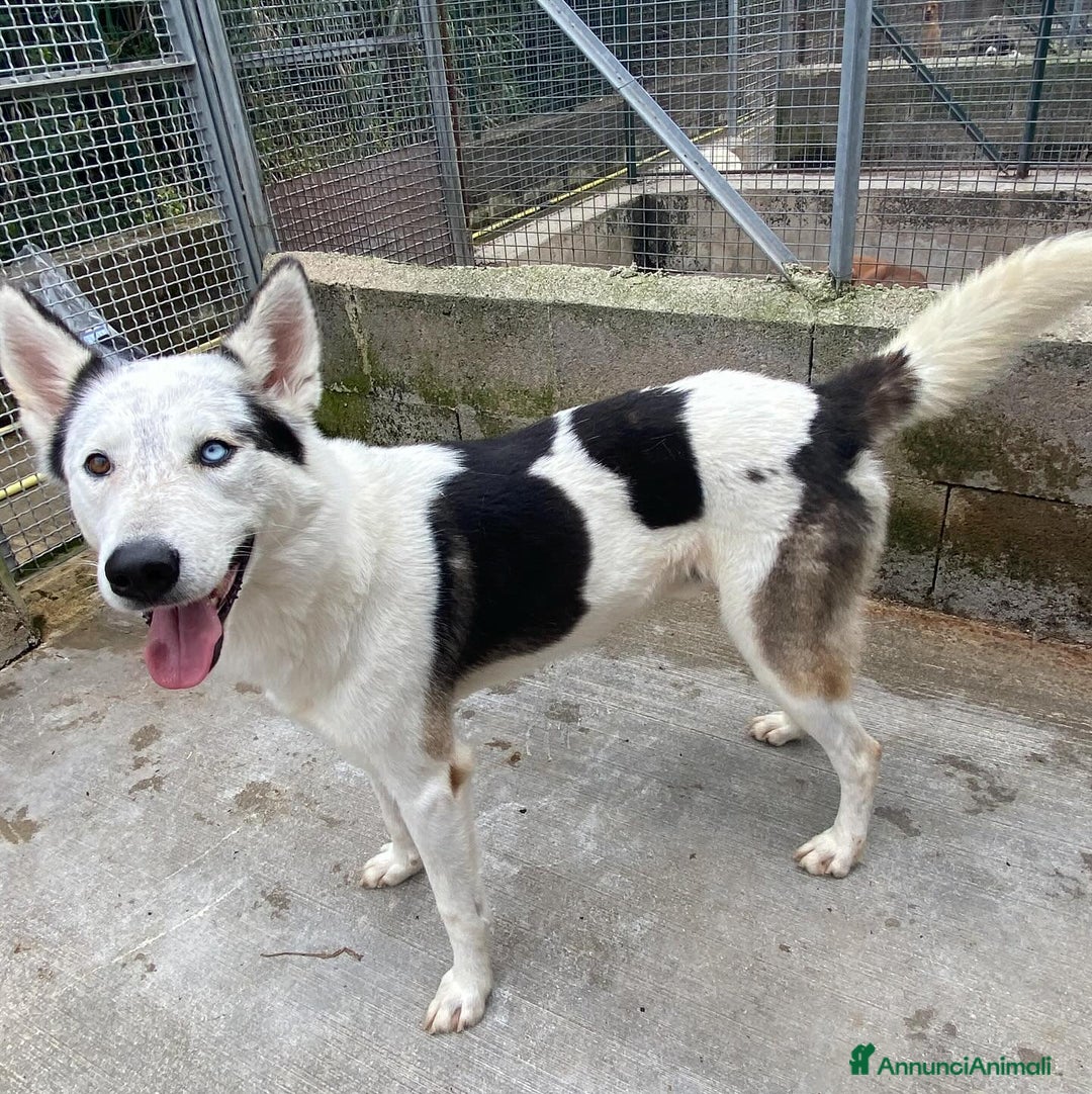Husky cani in regalo: BLADE bellissimo incrocio HUSKY cerca adozione a Provincia di Latina - Annuncio 6