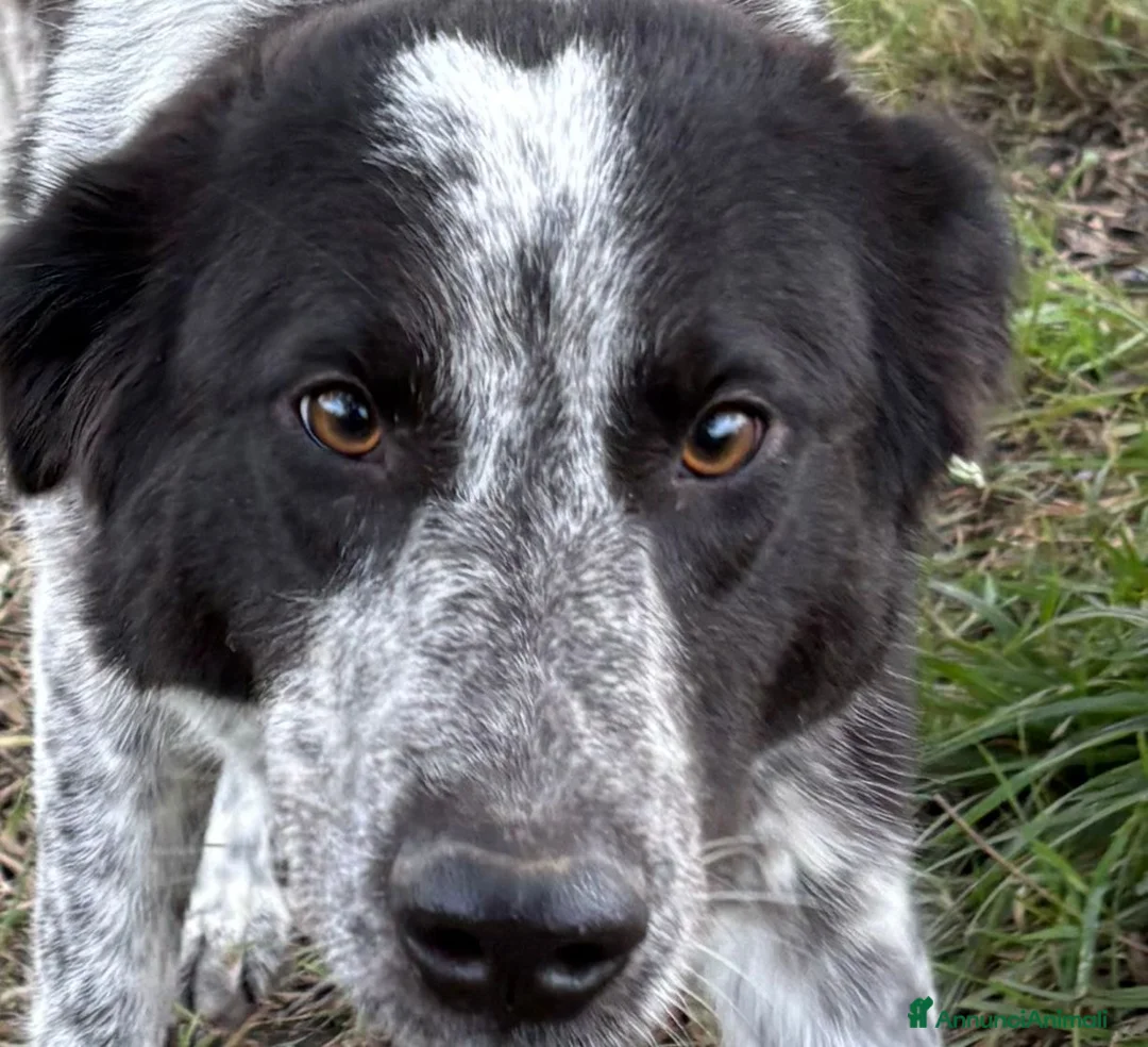 Meticcio cani in regalo: SERENA 🩷-bellissima cucciola di 1 anno, cerca 🏡  - Annuncio 9