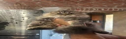 Scottish gatti in vendita: Scottish Fold femmina  a Città Metropolitana di Torino - Annuncio 3