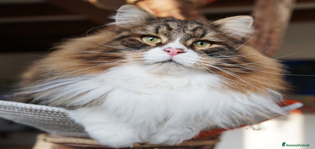 Immagine della galleria {{count}}