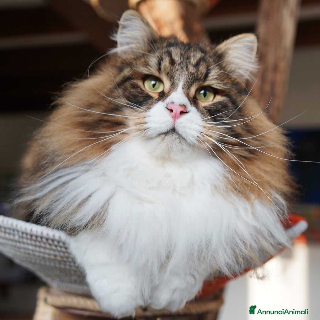 Immagine della galleria {{count}}