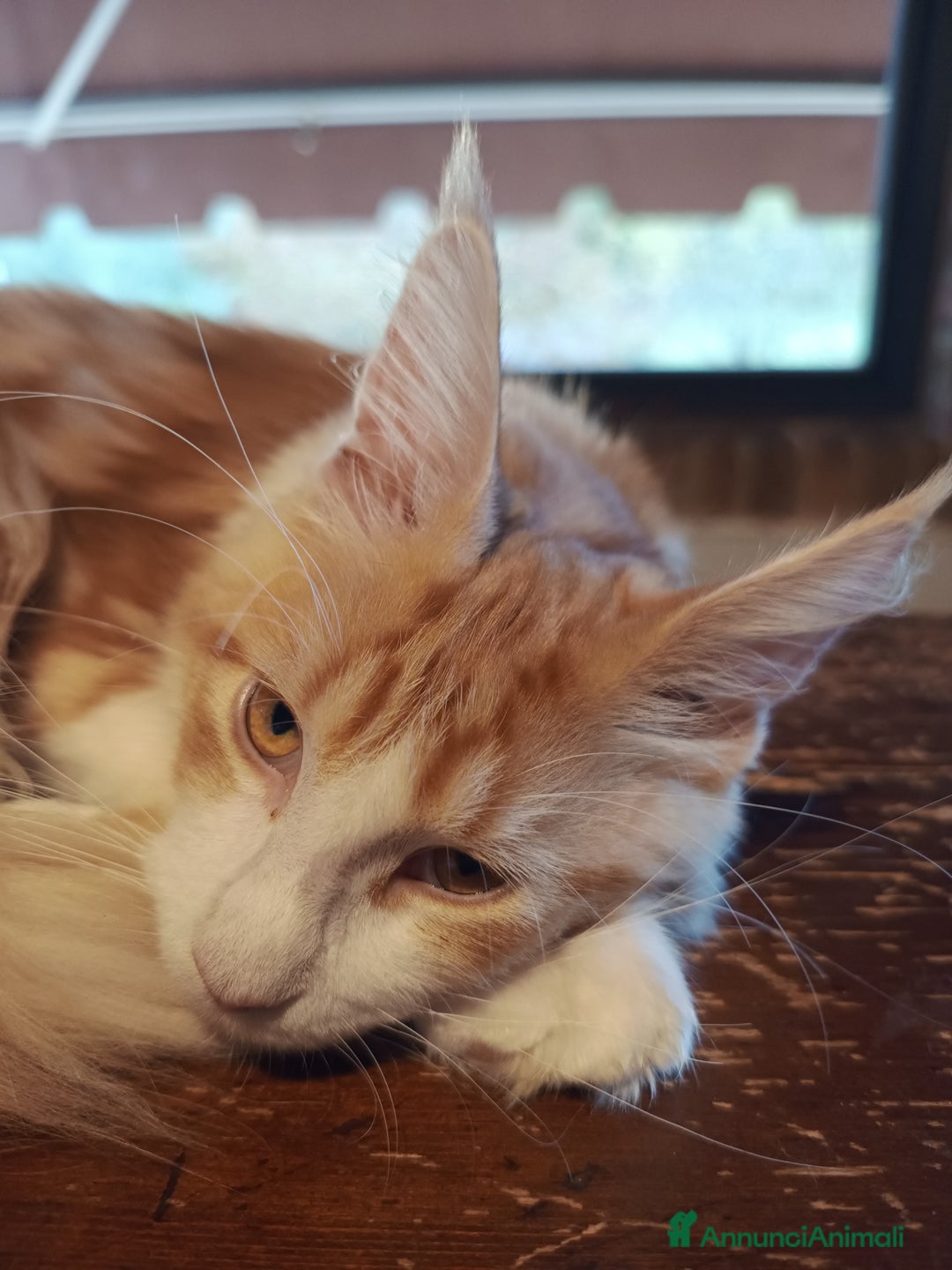 Maine Coon gatti in vendita: Gatti Mine coone - Annuncio 7
