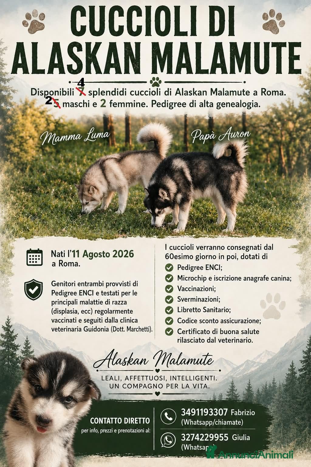 Alaskan Malamute cani CUCCIOLI DI ALASKAN MALAMUTE ROMA - Annuncio 1