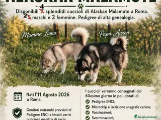 Alaskan Malamute cani CUCCIOLI DI ALASKAN MALAMUTE ROMA - Annuncio 1