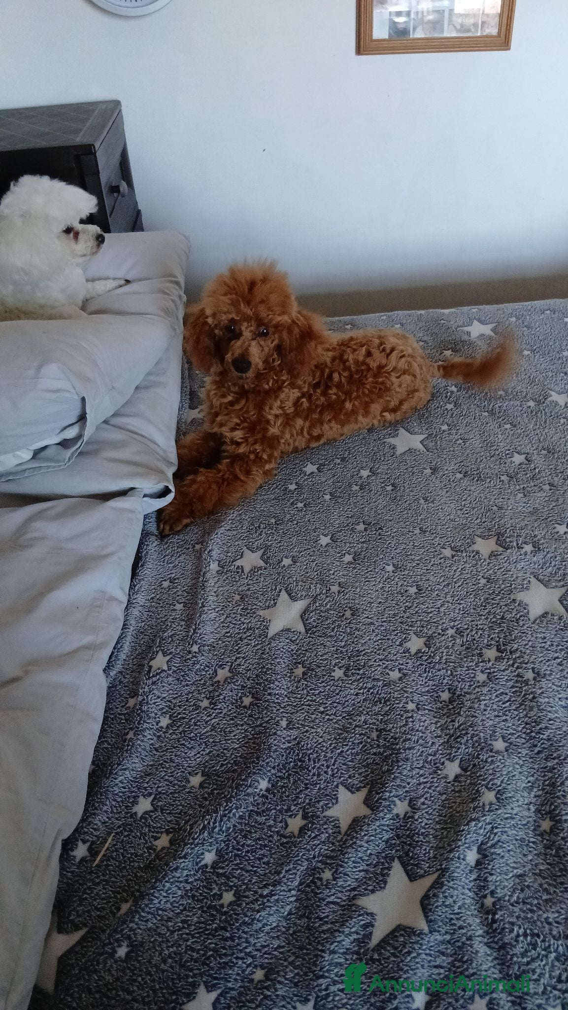 Barboncino cani Barboncino red nano - Annuncio 37