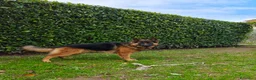 Pastore Tedesco cani per accoppiamento: Rey cerca femmina per riproduzione  - Annuncio 2