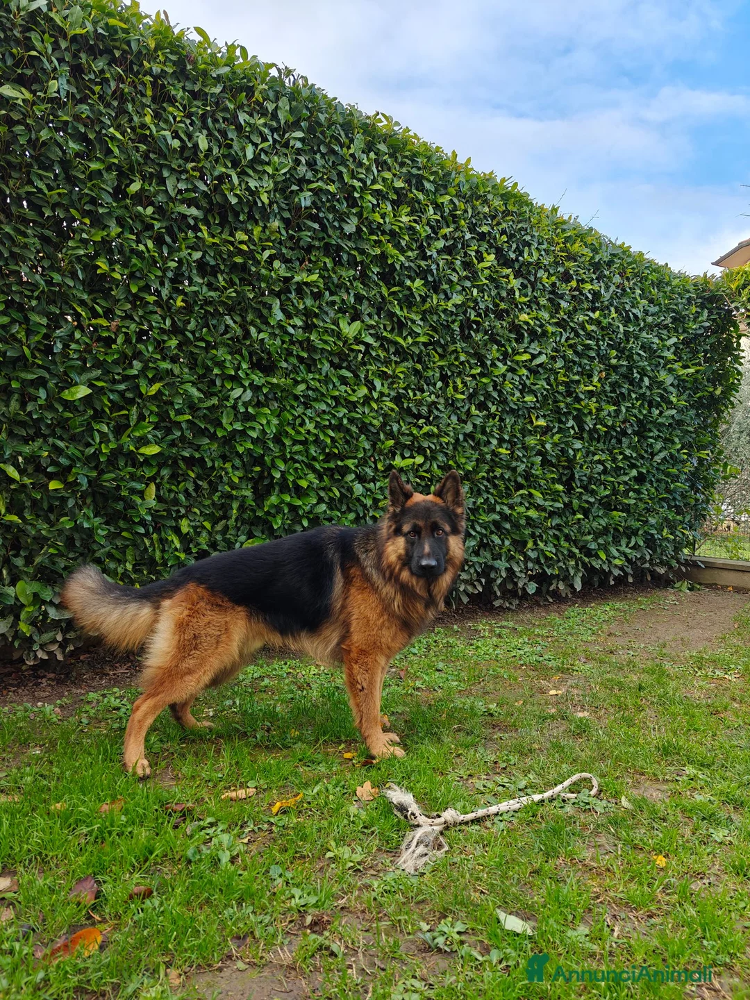 Pastore Tedesco cani per accoppiamento: Rey cerca femmina per riproduzione  - Annuncio 2