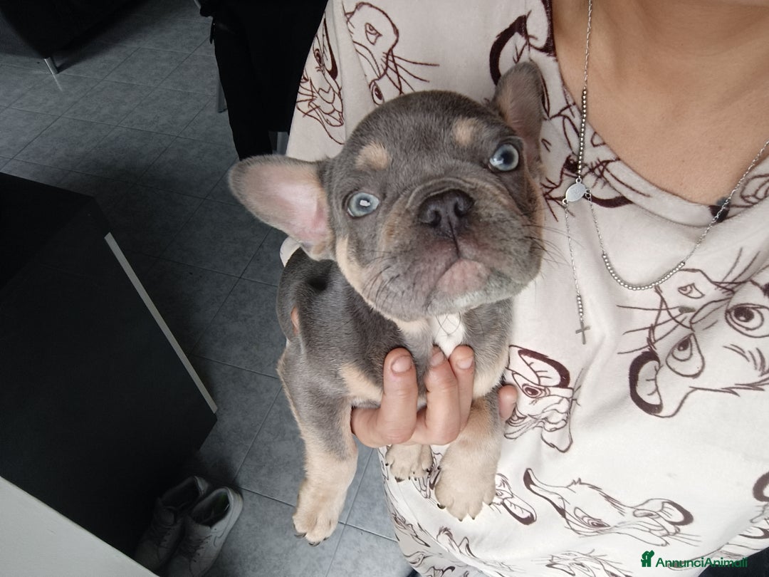 Bulldog Francese cani in vendita: Vendita cucciolo di bulldog francese  - Annuncio 1