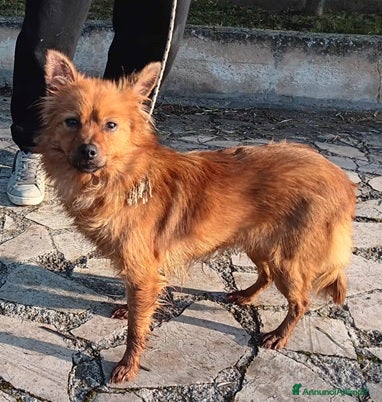 Volpino Italiano cani Volpinetta in adozione - Annuncio 1