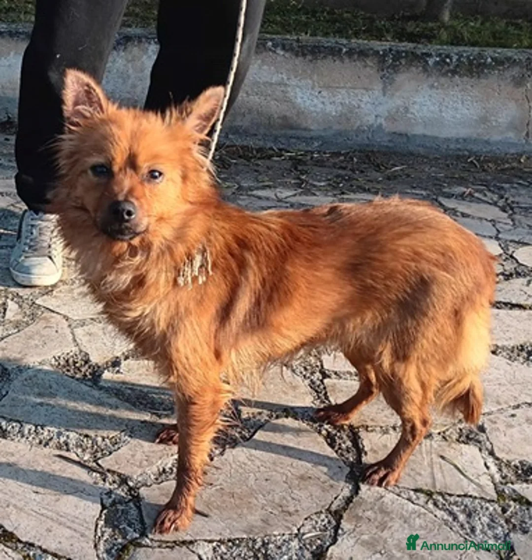 Volpino Italiano cani in regalo: Volpinetta in adozione - Annuncio 1