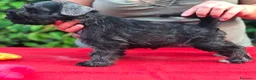 Mini Schnauzer cani in vendita: Cuccioli di zwergschnauzer pepe e sale  a Provincia di Macerata - Annuncio 12