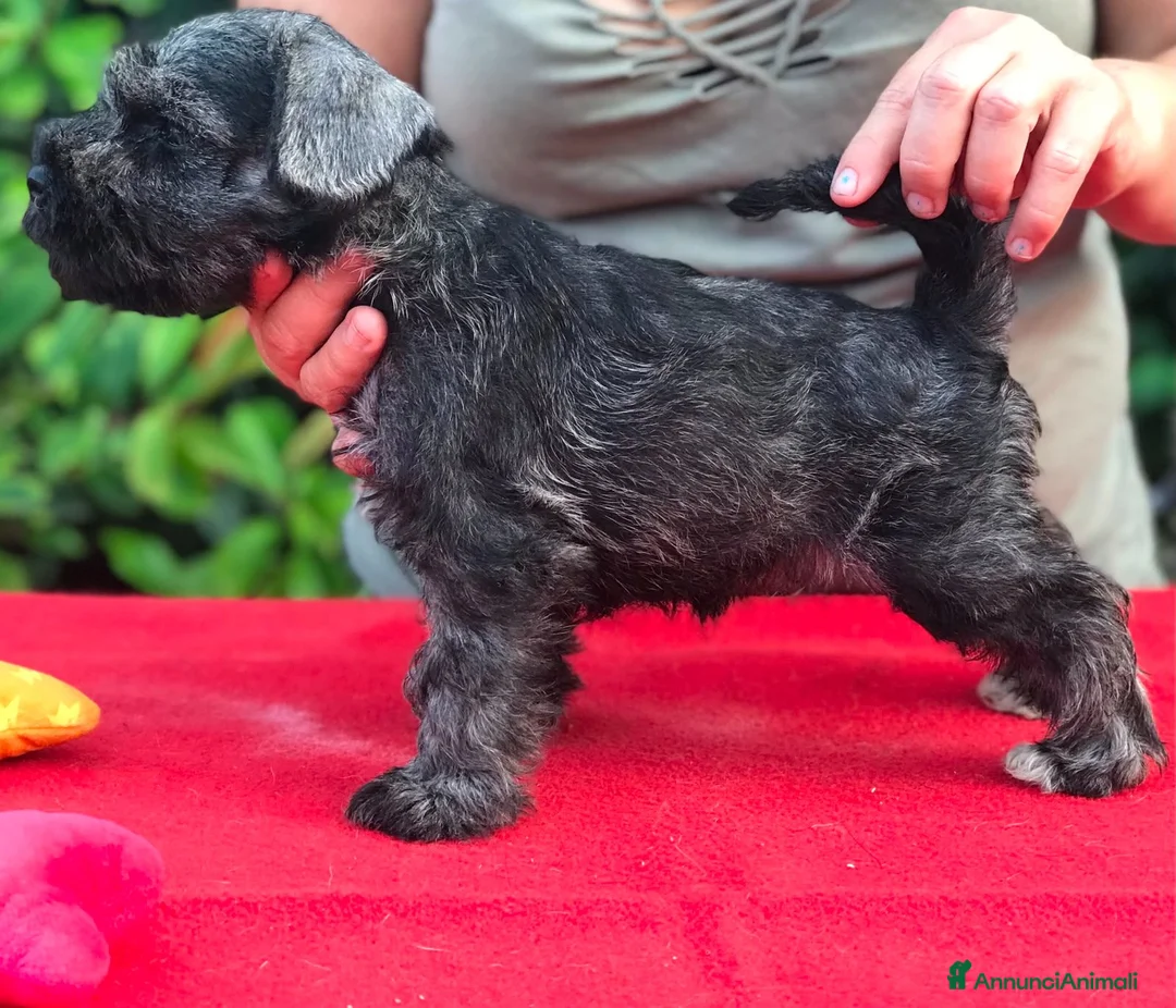 Mini Schnauzer cani in vendita: Cuccioli di zwergschnauzer pepe e sale  a Provincia di Macerata - Annuncio 12