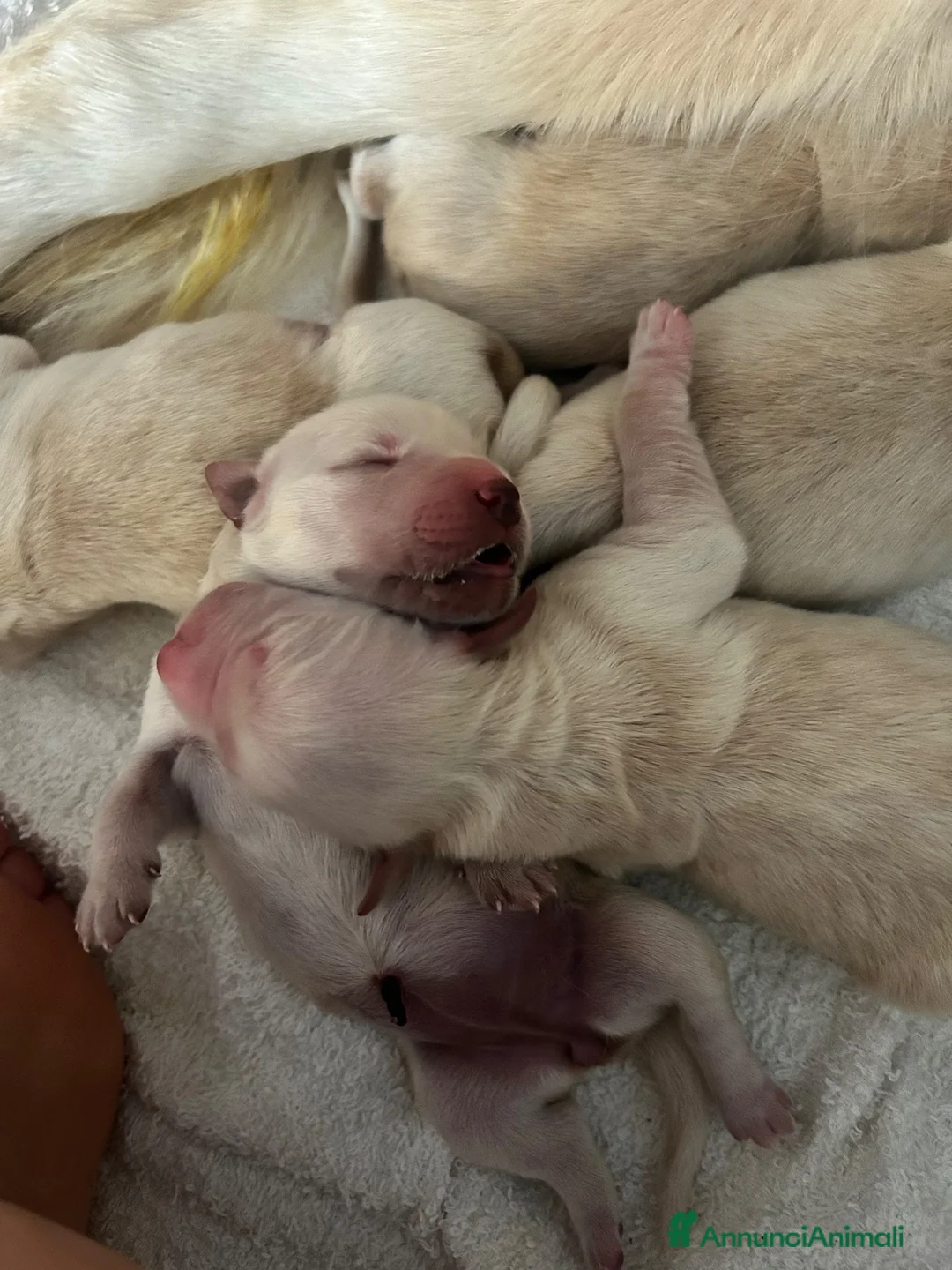Golden Retriever cani in vendita: Cuccioli Golden Retriver  a Città metropolitana di Roma Capitale - Annuncio 5