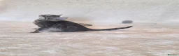 Bengala gatti in vendita: Gatto bengala - Annuncio 7